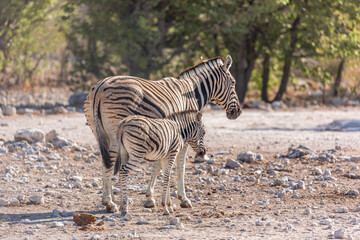 Fototapeta na wymiar Zebras at Etosha national park in Namibia, Africa