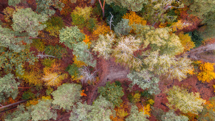 autumn landscape. aerial view of colorful forest. drone shot