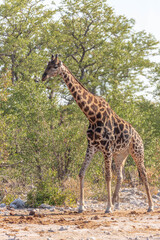 Naklejka na ściany i meble a giraffe eating in africa
