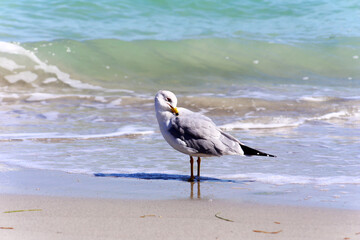 Fototapeta na wymiar Another seagull in the beach