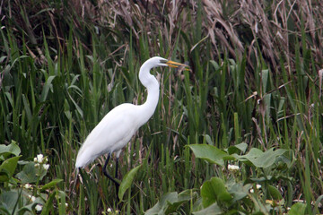 A heron is enjoying its reward
