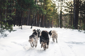dogs running in the snow. Husky dogs are running through the winter forest.