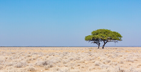 A tree in the middle of the african desert