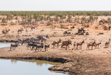 Fototapeta na wymiar Antelopes in the desert, Africa