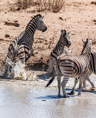 Fototapeta na wymiar A family of zebras at a waterhole