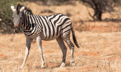 Portrait of a zebra in the african bush