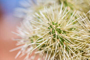 Fototapeta premium Plants in Namibia, Africa