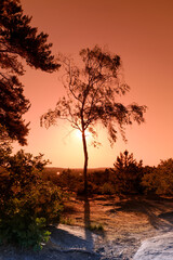 isolated tree in the hill of the Fontainebleau forest