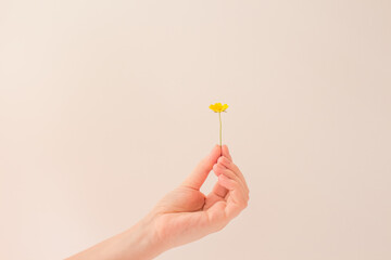 Female hand holds a small yellow flower on a white background in the sun. The concept of summer, happiness and warmth