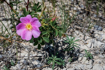 A beautiful purple flower grows in the stark white desert landscape of the Badlands, South Dakota.