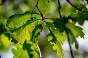 Sunlight shines through the branches and leaves of a deciduous tree revealing the vein patterns in the leaves.