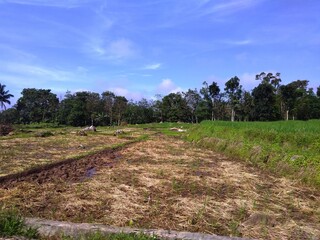 green rice fields near the highway