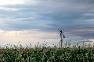 Fototapeta na wymiar corn field and blue sky with an old windmill
