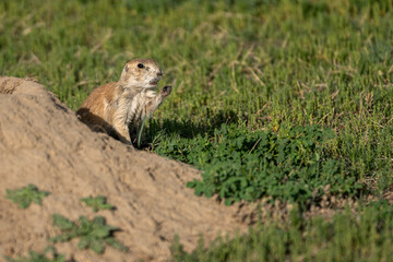 Naklejka na ściany i meble A prairie dog stands up outside its den on the prairie in eastern Wyoming.