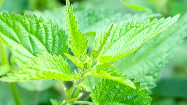 
Close-up of Stinging Nettle - Urtica dioica - in 4K VIDEO. Detail of green nettle leaves background growing in the garden.