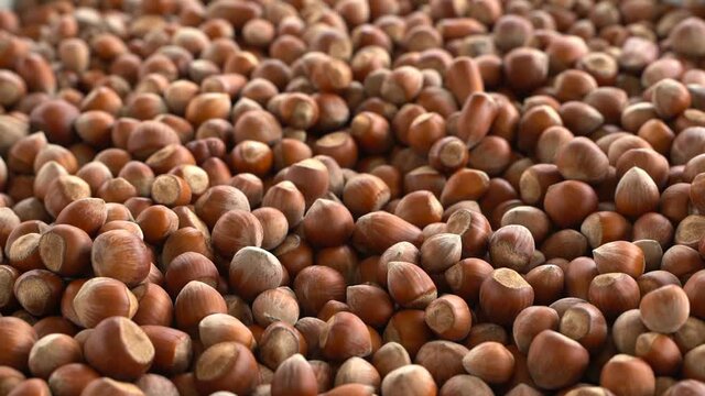 Close up hazelnuts. Hazelnut composition and backgorund. Turkish hazelnuts. organic natural food. taking nuts with his hand.