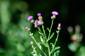 Delicate pink and purple flowers of Carduus nutans plant, commonly known as musk or nodding plumeless thistle, in a garden in a sunny summer day, national flower and symbol of Scotland, United Kingdom