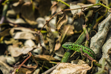 lizard on the ground