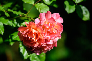 Close up of one delicate vivid pink magenta rose in full bloom and green leaves in a garden in a sunny summer day, beautiful outdoor floral background photographed with soft focus.