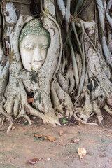 Head of sandstone Buddha in the tree roots. Wat Phra Mahathat, Ayutthaya, Thailand