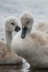 Fototapeta premium Mute Swan Cygnet