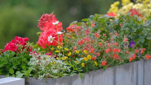 Closeup of various beautiful blooming colorful flowers like geraniums in the rain in a flower box on a balcony. Seen in Germany in June.