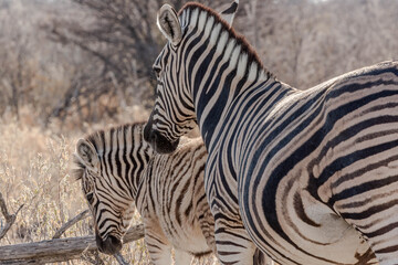 Fototapeta na wymiar A mother zebra with her baby 