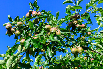 Young small green and red fruits and leaves in a large apple tree in direct sunlight in an orchard garden in a sunny summer day, beautiful outdoor floral background photographed with selective focus.