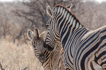 Fototapeta na wymiar A mother zebra with her baby 