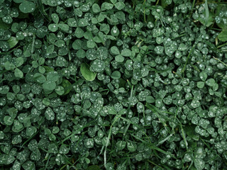 Clover. View from above. Leaves are covered with droplets of water. It has rained. Place for text. Green grass and dandelion leaves are also visible. Lawn. Nature.