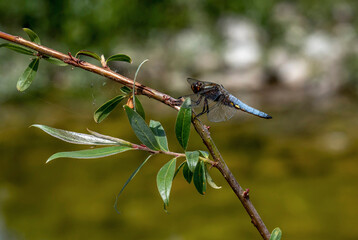 Libelle auf einem Ast