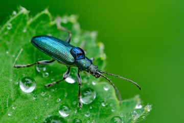 bug on a leaf