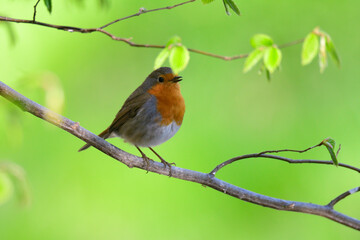 Rotkehlchen (Erithacus rubecula)	