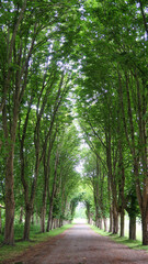 Allee im Wald - Bäume Baumallee