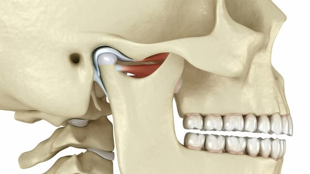 TMJ: The temporomandibular joints. Healthy occlusion anatomy. Medically accurate 3D animation of human teeth and dentures concept