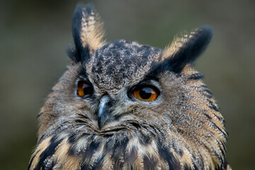 Fototapeta premium close up of an eagle owl