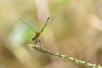 Libellule dans la nature