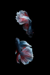 Two dancing betta fish (Halfmoon Rosetail in grey red white color combination) isolated on black background