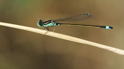 Libellule dans la nature