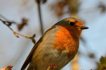 Rotkehlchen (Erithacus rubecula)	