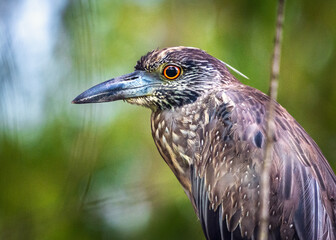 Juvenile Yellow-crowned Night-Heron portrait along the nature trail in Pearland!!