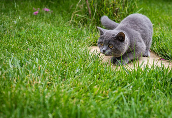 Kitten in the grass on the hunt