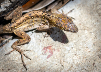 A Brown Anole making itself into a u-shape!