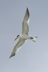 Obraz premium seagull in flight, tern in flight