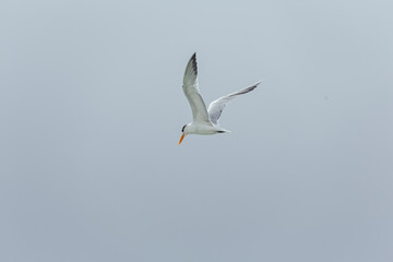 seagull flying in the sky. tern in flight