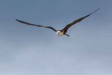 great frigatebird in flight