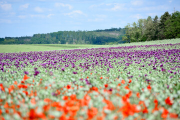 Amazing red or purple flowers of poppy in the field. Czech republic, Europe.