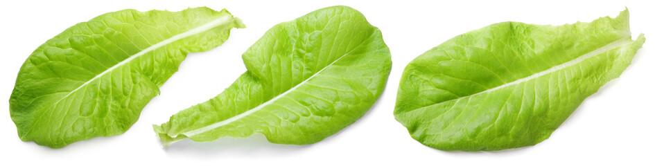 Obraz premium Set of lettuce green leaf salad isolated on white background