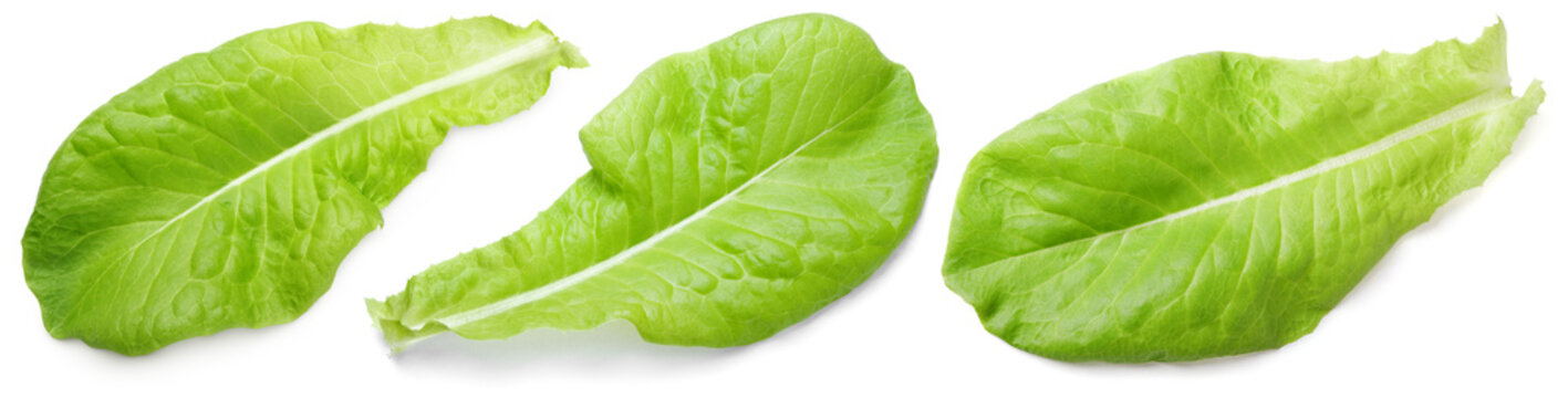 Set Of Lettuce Green Leaf Salad Isolated On White Background