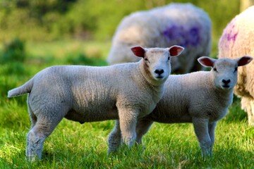 lamb looking at camera